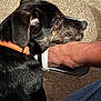 dog, black_dog, orange_collar, carpet, foot, sandal, indoor, pet, animal, side_profile, brown_markings, fur, close_up, resting, human, leg, casual, floor, attention, companion