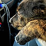 dog, brindle, paw, car_interior, window, close_up, pet, animal, fur, seat, resting, side_view, looking_out, daylight, vehicle, canine, companion, domestic_animal, transport, travel