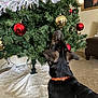 black_dog, carpet, christmas_tree, collar, curious, decoration, dog, furniture, gold_ball, holiday_decor, home, indoor, living_room, ornaments, pet, portrait_photo, red_ball, tinsel, tree_skirt, wall_art