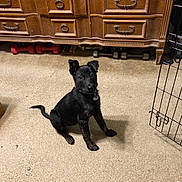 Maggie Jane is registered to the contest to win money with this photo: puppy, dog, black_dog, carpet, furniture, dresser, weights, indoor, pet, collar, crate, floor, wood, curious, sitting, animal, young, domestic, cute, attention