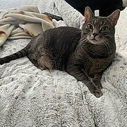 Ash is registered to the contest to win money with this photo: animal, bed, blanket, cat, cozy, curious, ears, feline, fur, gray_cat, home_interior, indoor, lying_down, pet, relaxed, remote_control, soft_texture, tabby_cat, whiskers, window