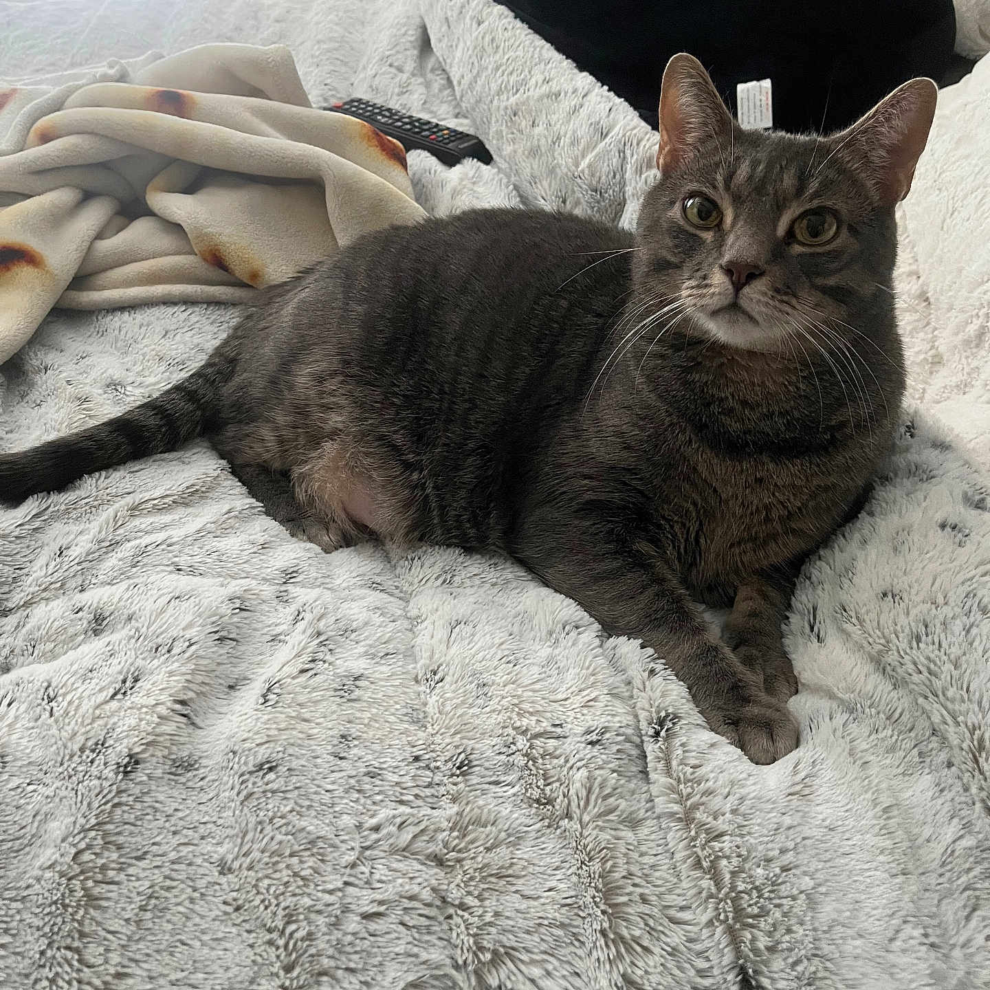 Ash is registered to the contest to win money with this photo: animal, bed, blanket, cat, cozy, curious, ears, feline, fur, gray_cat, home_interior, indoor, lying_down, pet, relaxed, remote_control, soft_texture, tabby_cat, whiskers, window