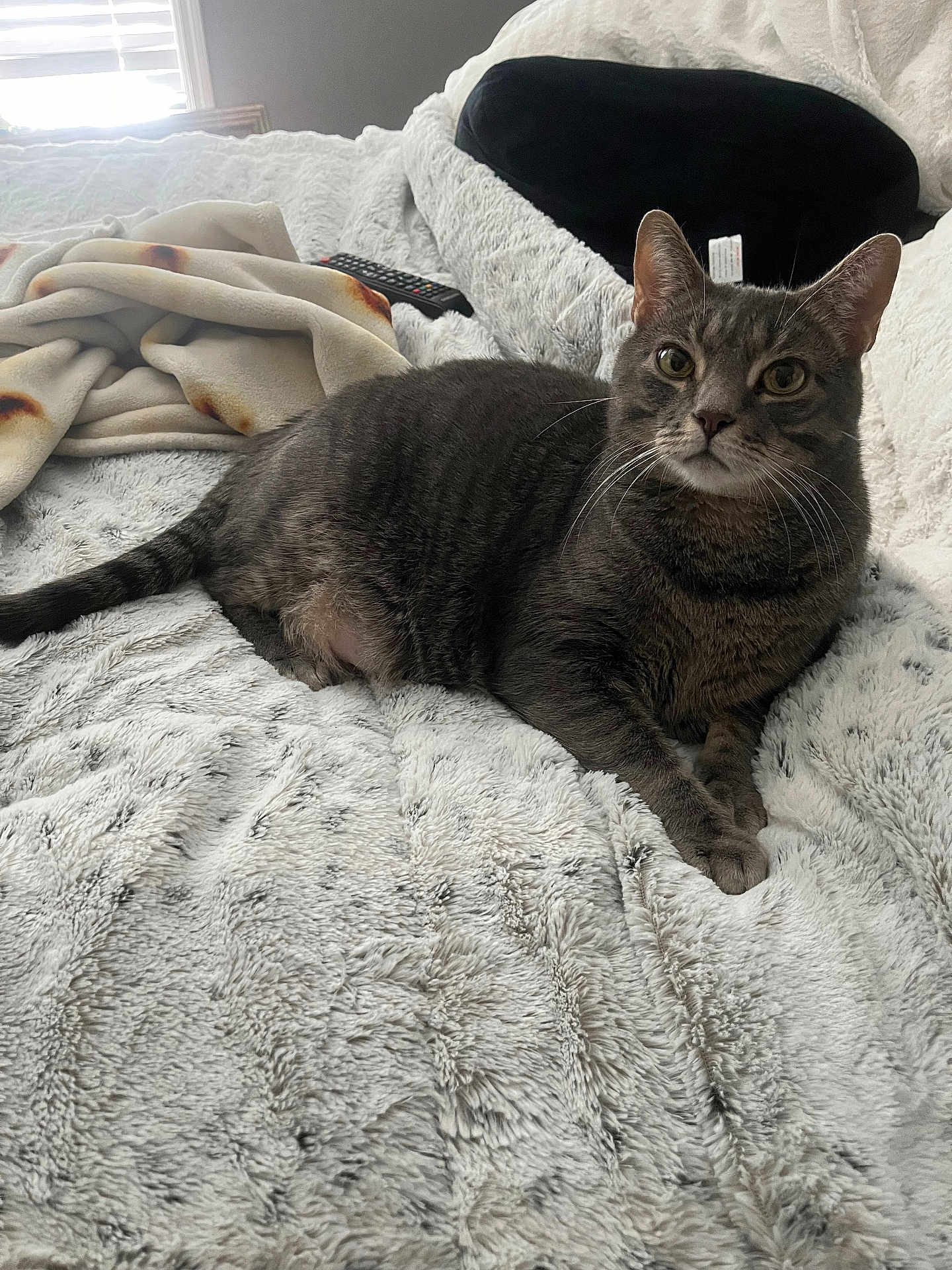 Ash is registered to the contest to win money with this photo: animal, bed, blanket, cat, cozy, curious, ears, feline, fur, gray_cat, home_interior, indoor, lying_down, pet, relaxed, remote_control, soft_texture, tabby_cat, whiskers, window