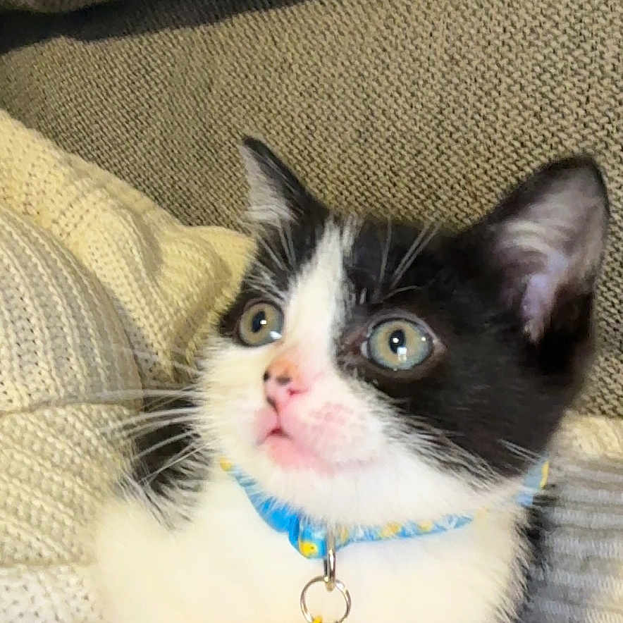 Oreo joined the competition — help win amazing prizes! black_and_white, cat, charm, collar, cozy, curious, cute, domestic_animal, feline, indoor, kitten, knitted_blanket, paws, pet, resting, soft, whiskers, wide_eyes, yellow_duck, young