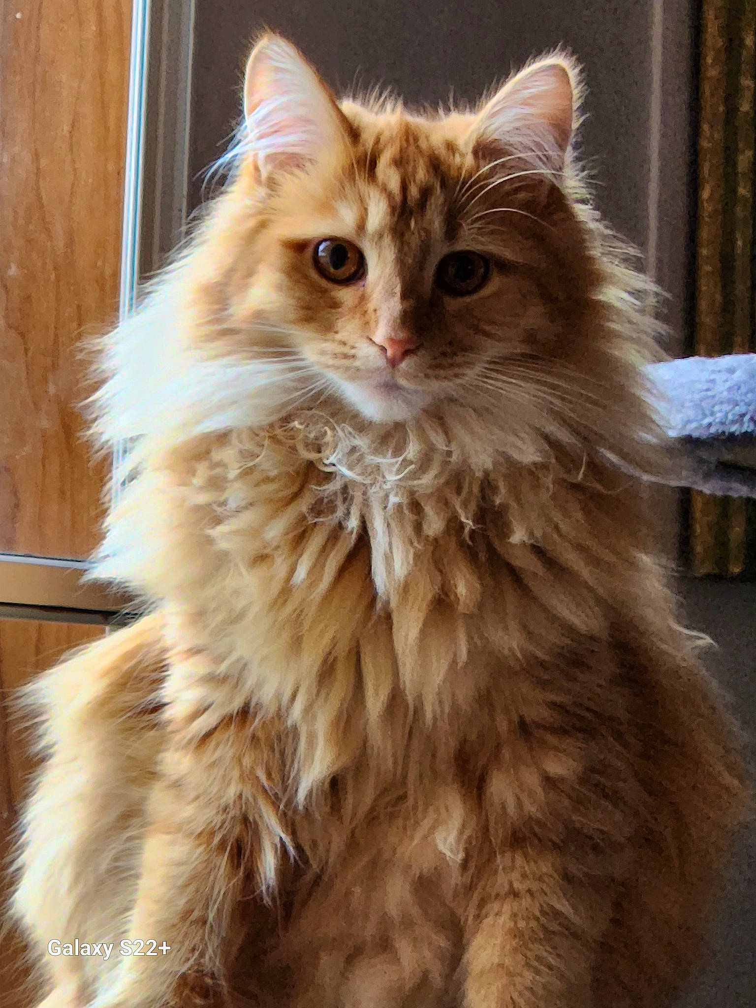 Butter joined the competition — help win amazing prizes! british_longhair, carnivore, cat, eye, fawn, felidae, fur, hair, maine_coon, persian, small_to_medium_sized_cats, snout, terrestrial_animal, whiskers, wood