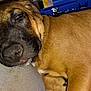 dog, brown_dog, sleepy, resting, close_up, cushion, indoor, pet, canine, fur, paw, relaxed, snout, nose, ears, animal, domestic_animal, face, cute, companion