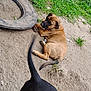 dog, puppy, outdoor, grass, dirt, tire, animal, pet, brown_dog, black_dog, tail, lying_down, canine, nature, playful, curious, summer, daytime, young_dog, closeup