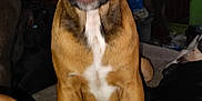 Homer is registered to the contest to win money with this photo: dog, brown_dog, indoor, couch, happy, panting, pet, animal, furniture, living_room, white_chest_patch, canine, multiple_dogs, relaxed, domestic, companion, front_legs, ears, tongue, friendly