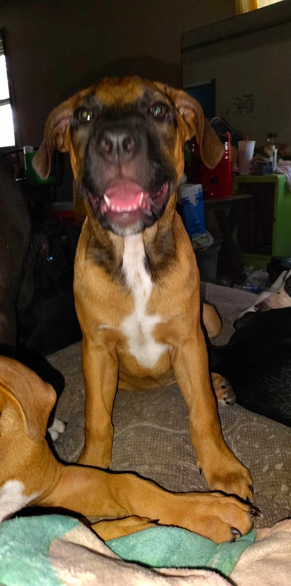 Homer