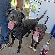 Marleah Jane joined the competition — help win amazing prizes! dog, black_dog, tongue_out, happy, pet, canine, porch, person, jeans, shoe, bottle, soda, outdoor, concrete_floor, house, stove, appliance, tail, expression, looking_up