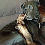 Marleah Jane joined the competition — help win amazing prizes! dog, ferret, couch, pet, animal, indoor, black_dog, fur, snuggling, relaxing, home, wood_floor, books, furniture, companion, cute, friendship, animal_interaction, cozy, living_room