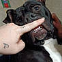 dog, black_dog, white_patch, teeth, snout, hand, tattoo, paw_tattoo, heart_tattoo, playful, pet, indoor, close_up, funny_expression, animal, canine, cute, domestic_animal, fur, portrait