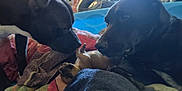 Doobie joined the competition — help win amazing prizes! dog, puppy, black_dog, small_puppy, blanket, bed, indoor, curious, sniffing, resting, animal, pet, closeup, friendship, companions, furry, cute, relaxed, soft, cozy