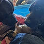 dog, puppy, black_dog, small_puppy, blanket, bed, indoor, curious, sniffing, resting, animal, pet, closeup, friendship, companions, furry, cute, relaxed, soft, cozy