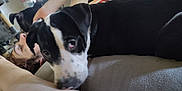 Lorenzo joined the competition — help win amazing prizes! dog, black_and_white, pet, couch, person, indoor, resting, close_up, animal, relaxed, curious, face, fur, head, laying_down, furniture, human, companion, domestic_animal, living_room