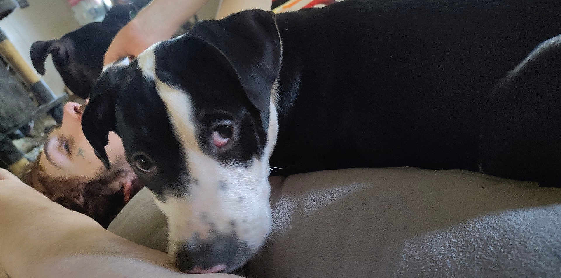 Lorenzo joined the competition — help win amazing prizes! dog, black_and_white, pet, couch, person, indoor, resting, close_up, animal, relaxed, curious, face, fur, head, laying_down, furniture, human, companion, domestic_animal, living_room