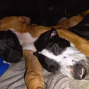 Lorenzo is registered to the contest to win money with this photo: puppy, dog, sleeping, snuggling, cozy, blanket, black_dog, brown_dog, close_up, pet, cute, resting, fur, animal, indoor, soft_texture, adorable, peaceful, companion, nap