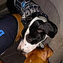 Lorenzo is registered to the contest to win money with this photo: dog, pet, animal, car_seat, brown_dog, black_and_white_dog, jacket, shirt, snuggle, indoor, close_up, companion, friendship, canine, fur, ears, paw, resting, cozy, vehicle