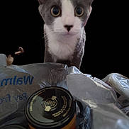 Ziggy joined the competition — help win amazing prizes! cat, gray_cat, white_cat, plastic_bag, jars, curious, closeup, indoor, pet, animal, eyes, whiskers, feline, container, food, grocery, shopping, face, looking, background_removed