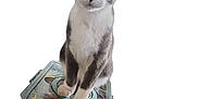 Ziggy joined the competition — help win amazing prizes! cat, pet, animal, gray, white, container, snacks, food, plastic, curious, cute, sitting, looking, wide_eyes, indoor, isolated, background_removed, feline, domestic_animal, playful