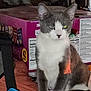 Ziggy joined the competition — help win amazing prizes! cat, gray, white, sitting, indoor, box, snacks, reflection, eye, feline, pet, animal, household, clutter, cozy, portrait, looking, mysterious, mischievous, domestic