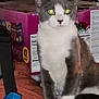 Ziggy is registered to the contest to win money with this photo: cat, gray_and_white, indoor, pet, animal, sitting, alert, green_eyes, box, clutter, household, feline, whiskers, ears, fur, domestic, curious, looking, close_up, resting