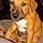 Scooby