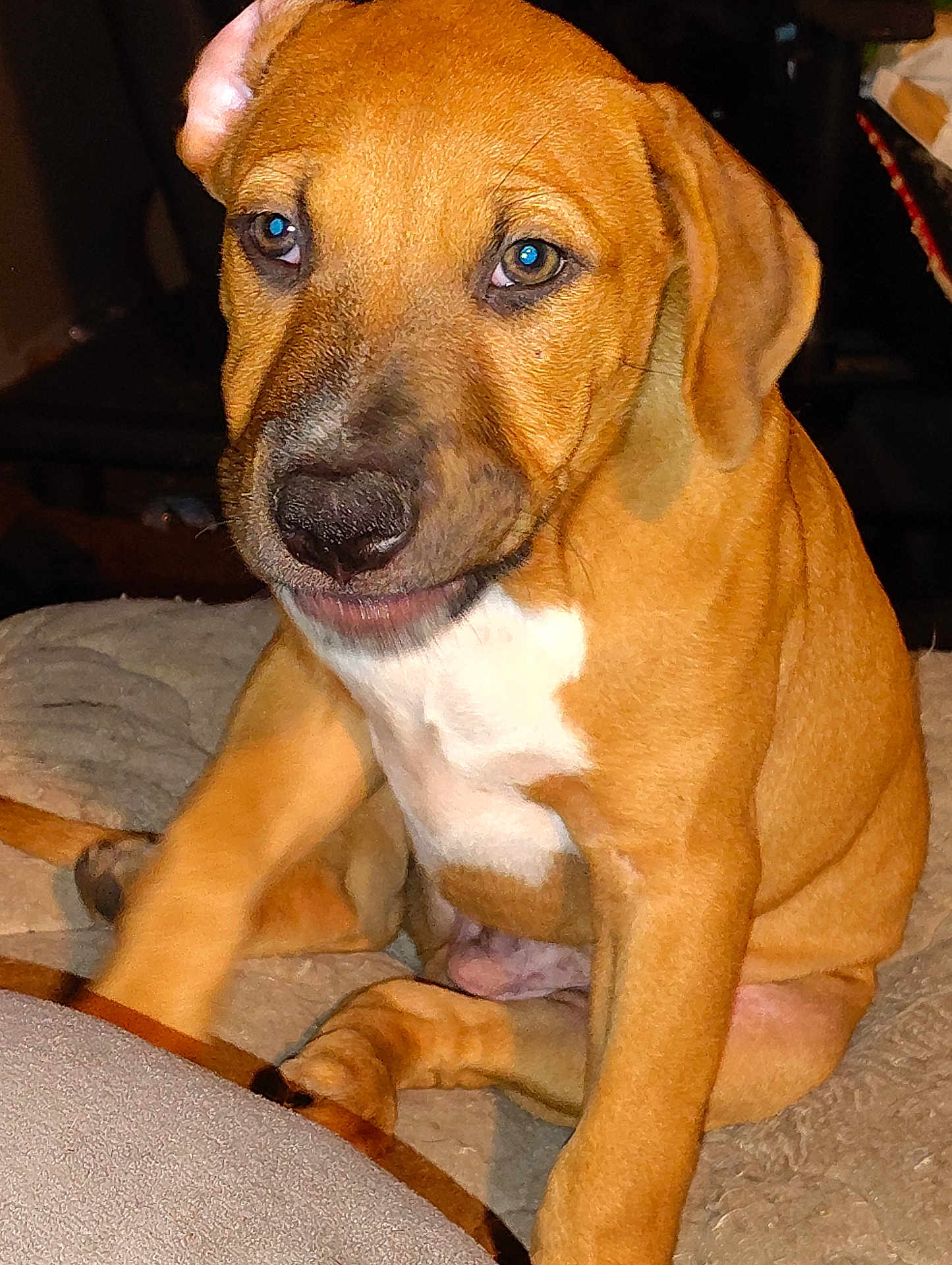 Scooby