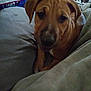 Scooby joined the competition — help win amazing prizes! puppy, dog, brown, close_up, indoor, blanket, cushion, bed, pet, animal, canine, young, cozy, domestic, fur, snout, ears, resting, soft, cute