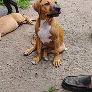 Scooby is registered to the contest to win money with this photo: puppy, dog, brown_dog, black_dog, white_tail, outdoor, grass, dirt, paw, sitting, lying_down, animal, pet, footwear, slipper, playful, canine, nature, relaxed, young_dog