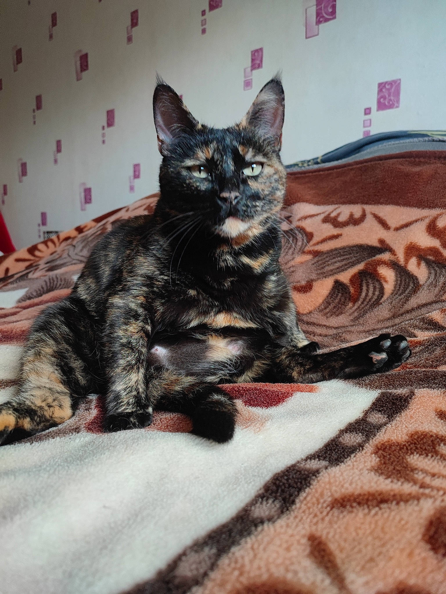 Pupuce participe au concours pour gagner de l'argent avec cette photo : black_cat, bombay, carnivore, cat, cat_supply, claw, comfort, domestic_short_haired_cat, felidae, fur, grey, linens, pattern, paw, room, small_to_medium_sized_cats, snout, tail, terrestrial_animal, whiskers