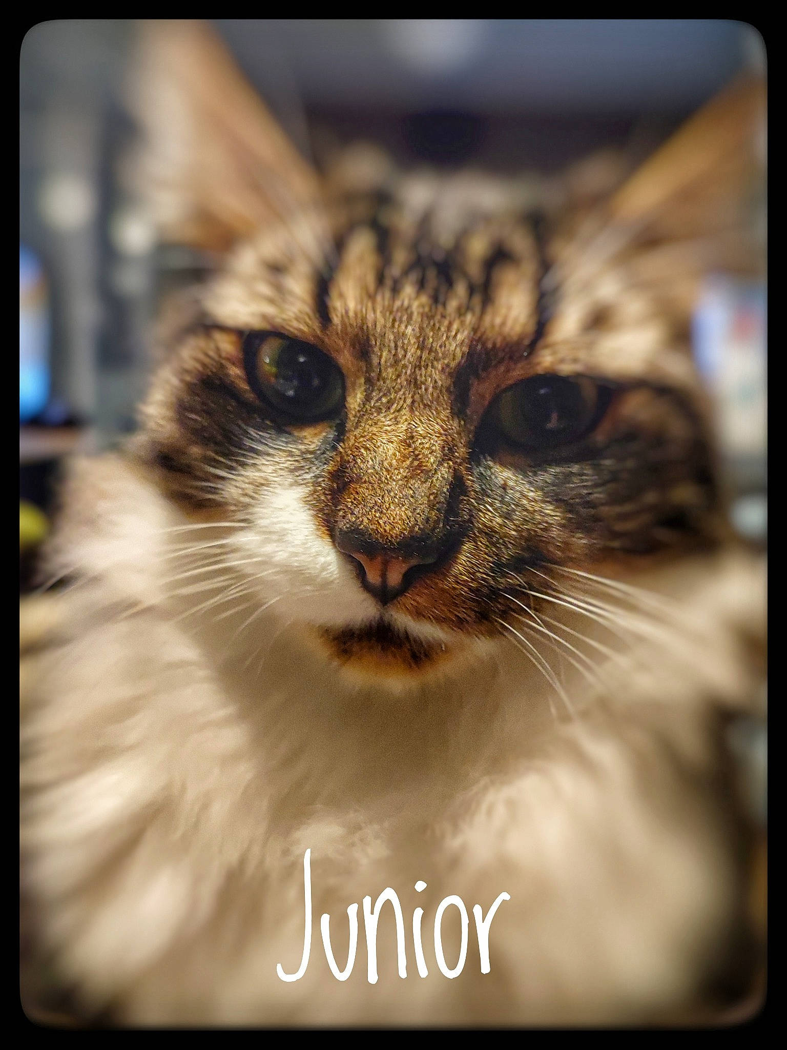 Junior participe au concours pour gagner de l'argent avec cette photo : carnivore, cat, domestic_short_haired_cat, eyelash, felidae, font, fur, macro_photography, paw, photo_caption, plant, rectangle, small_to_medium_sized_cats, snout, stock_photography, terrestrial_animal, tree, whiskers, wildlife, window