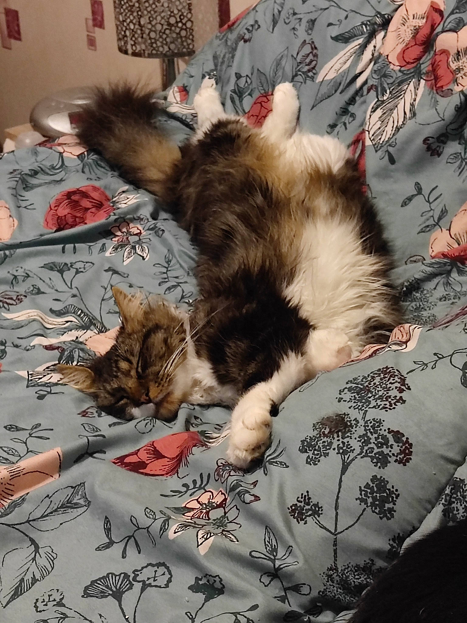 Junior a rejoint le concours — aidez-le/la à gagner de superbes lots ! carnivore, cat, claw, cloud, comfort, companion_dog, domestic_short_haired_cat, felidae, flooring, fur, linens, nap, pattern, paw, room, sand, small_to_medium_sized_cats, tail, textile, whiskers