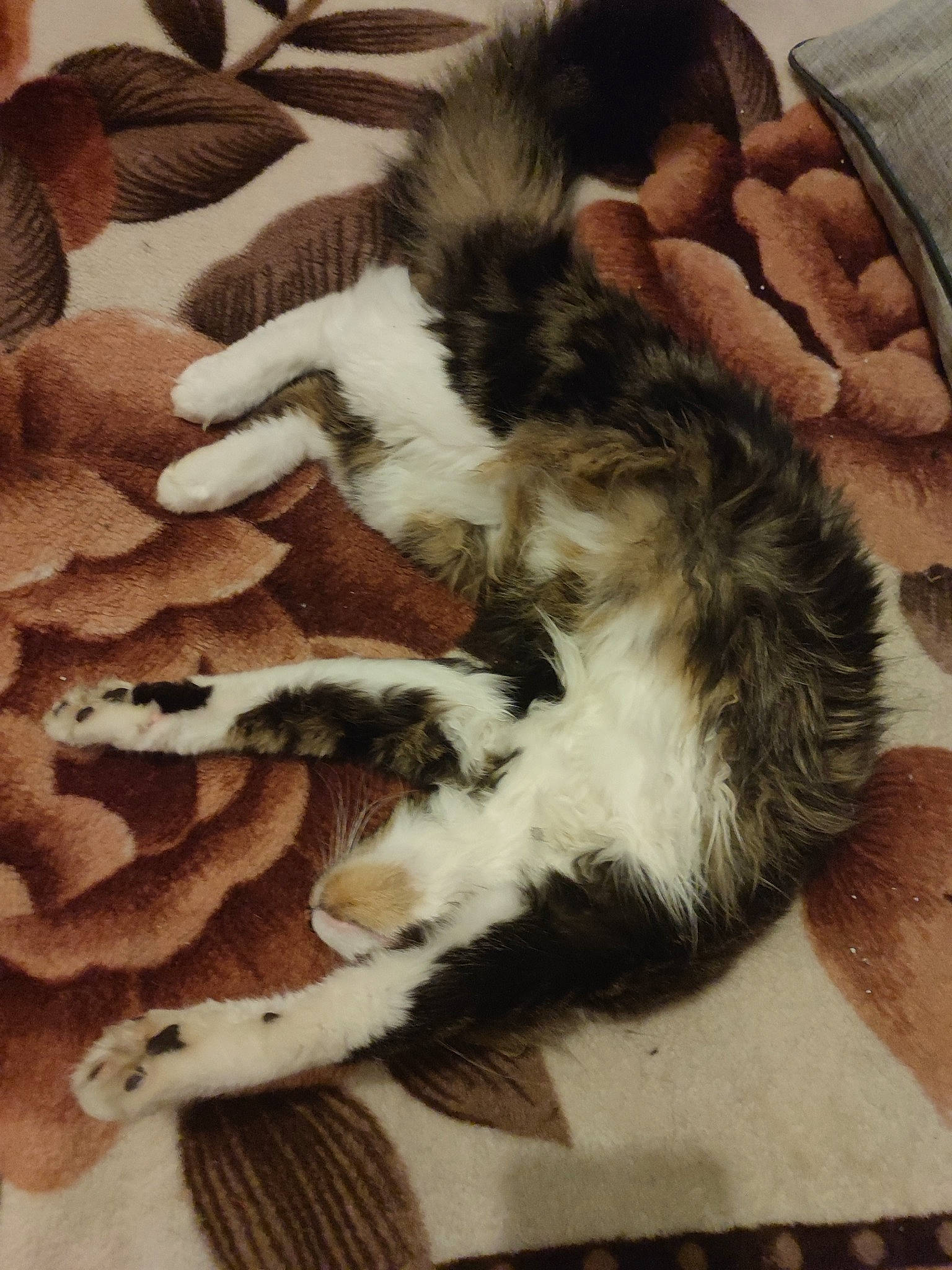 Junior participe au concours pour gagner de l'argent avec cette photo : art, canidae, carnivore, cat, cat_bed, claw, comfort, companion_dog, dog_breed, domestic_short_haired_cat, felidae, fur, illustration, painting, paw, small_to_medium_sized_cats, sporting_group, tail, terrestrial_animal, whiskers