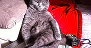 Callico participe au concours pour gagner de l'argent avec cette photo :