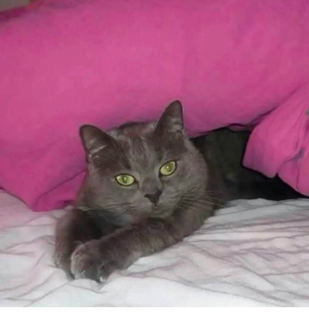 Silver a rejoint le concours — aidez-le/la à gagner de superbes lots ! black_cat, carnivore, cat, cat_supply, comfort, domestic_short_haired_cat, ear, eye, felidae, fur, grey, small_to_medium_sized_cats, snout, whiskers