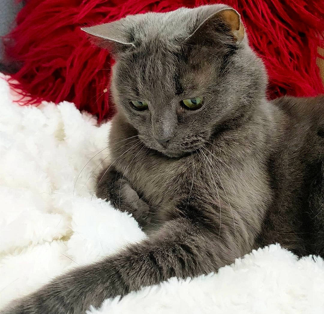 Silver a rejoint le concours — aidez-le/la à gagner de superbes lots ! carnivore, cat, claw, comfort, domestic_short_haired_cat, felidae, fur, grey, paw, russian_blue, small_to_medium_sized_cats, snout, tail, terrestrial_animal, whiskers, window