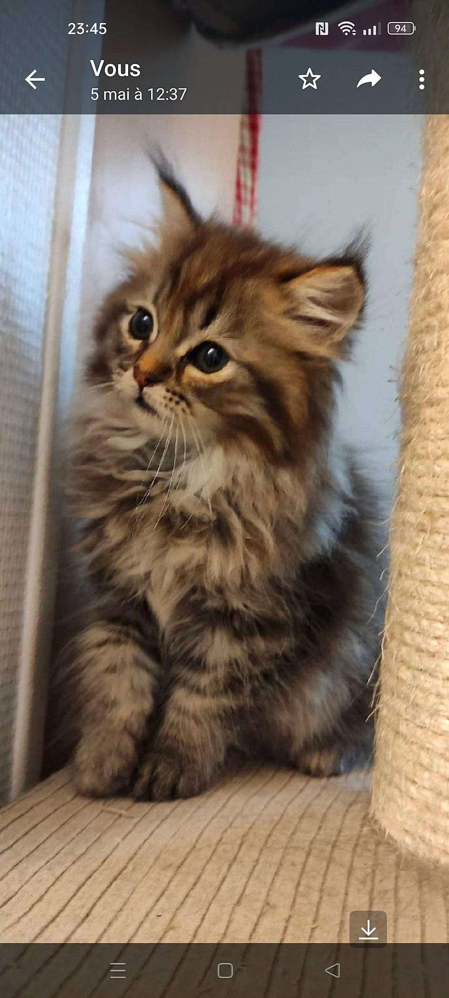 Brooklyn a rejoint le concours — aidez-le/la à gagner de superbes lots ! british_longhair, carnivore, cat, fawn, felidae, fur, maine_coon, small_to_medium_sized_cats, snout, terrestrial_animal, whiskers, wood