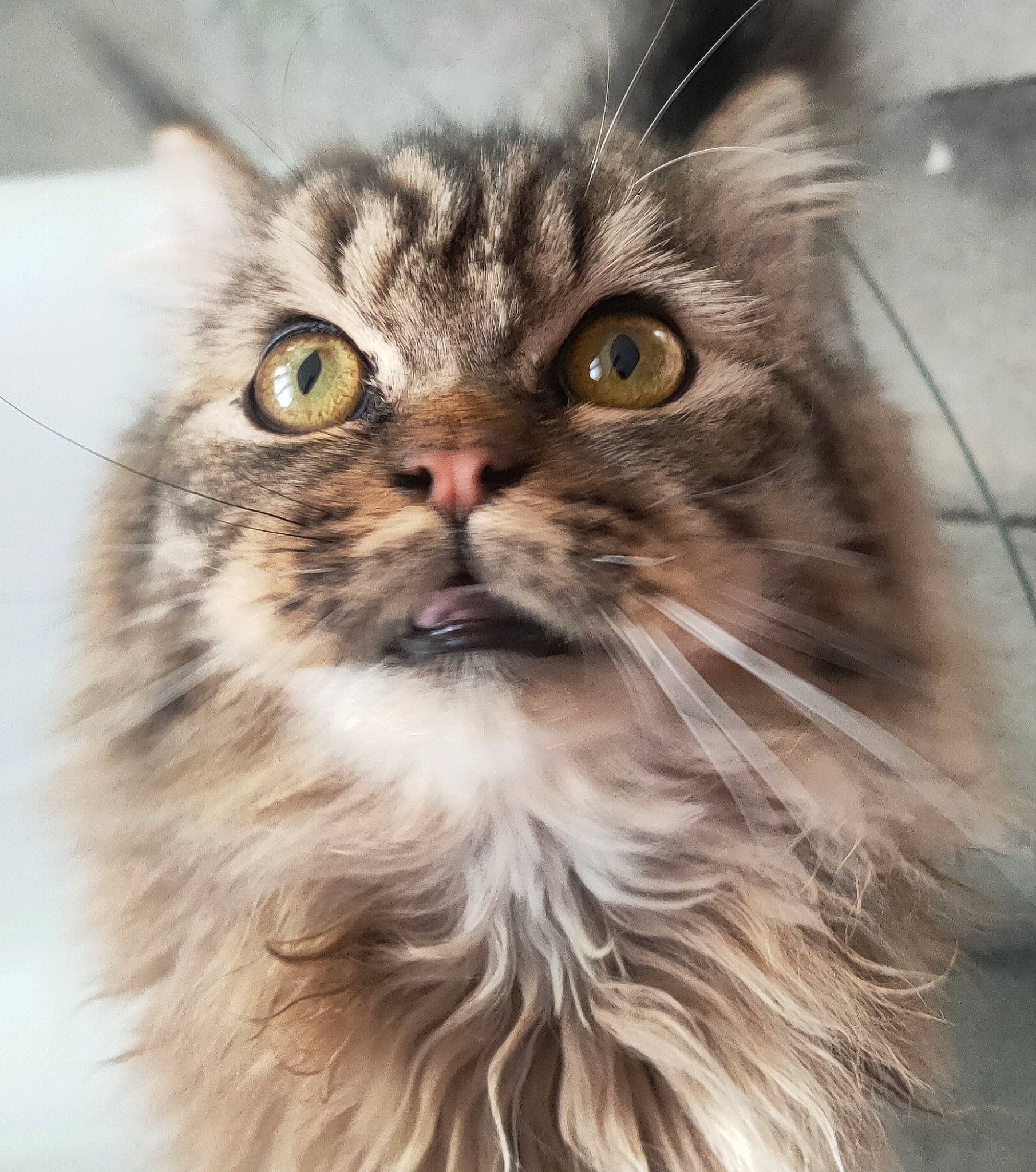 Brooklyn participe au concours pour gagner de l'argent avec cette photo : carnivore, cat, felidae, fur, iris, plant, small_to_medium_sized_cats, snout, terrestrial_animal, whiskers