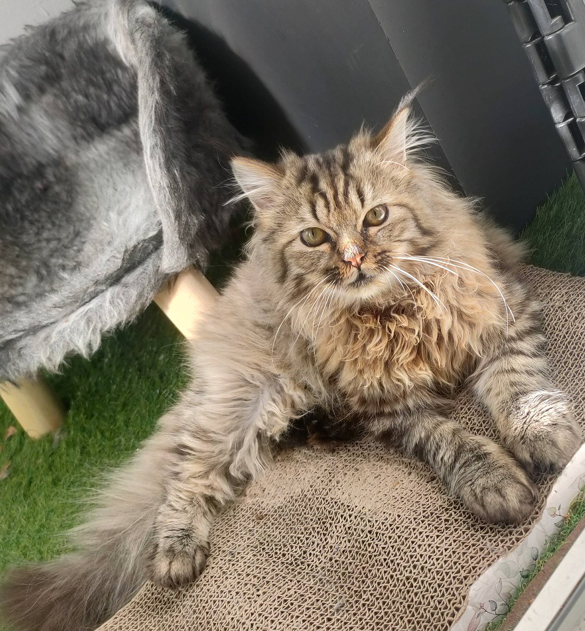 Brooklyn participe au concours pour gagner de l'argent avec cette photo : british_longhair, carnivore, cat, claw, comfort, domestic_short_haired_cat, felidae, fur, grass, maine_coon, paw, plant, sitting, small_to_medium_sized_cats, snout, tail, terrestrial_animal, whiskers