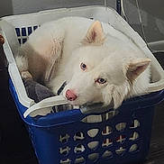 Millie joined the competition — help win amazing prizes! dog, white_dog, laundry_basket, indoor, pet, fluffy, resting, cozy, basket, floor, looking_up, domestic_animal, cute, animal, household, relaxed, furniture, companion, portrait, canine