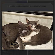 Melody And Dv joined the competition — help win amazing prizes! cat, cats, sleeping, cozy, grey_cat, white_cat, pets, fur, resting, indoor, closeup, animal, cute, snuggling, towel, pair, companionship, relaxation, domestic_cat, two