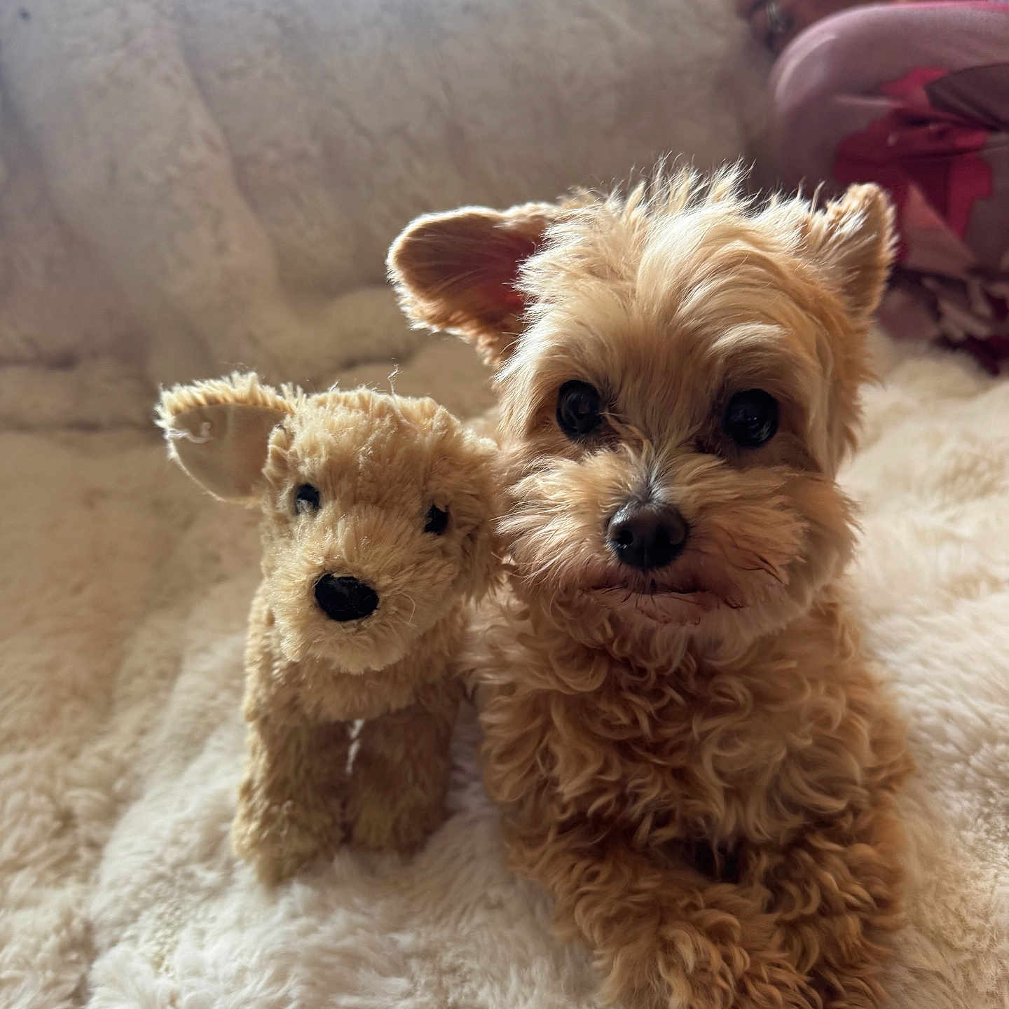 Cali joined the competition — help win amazing prizes! dog, stuffed_toy, plush, curly_fur, blanket, soft, cozy, indoor, pet, animal, cute, brown_fur, toy, companion, relaxed, portrait, closeup, furry, homedecor, hand