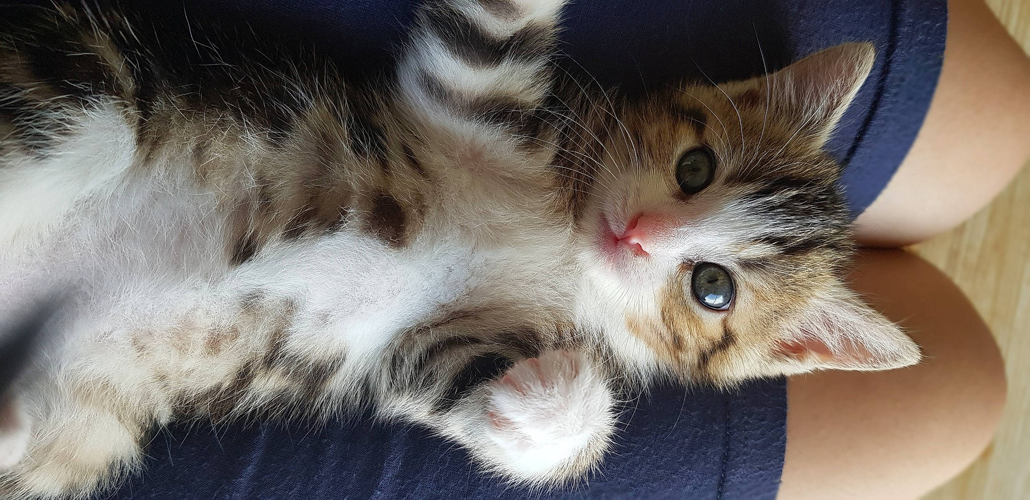 Sweet a rejoint le concours — aidez-le/la à gagner de superbes lots ! carnivore, cat, claw, close_up, domestic_short_haired_cat, ear, felidae, fur, paw, small_to_medium_sized_cats, tail, whiskers