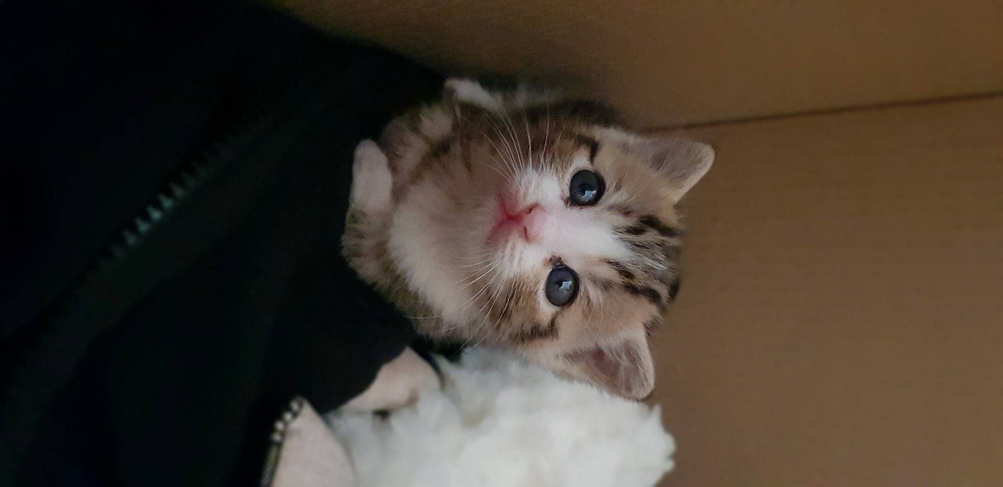 Sweet participe au concours pour gagner de l'argent avec cette photo : carnivore, cat, claw, domestic_short_haired_cat, ear, fawn, felidae, fur, paw, small_to_medium_sized_cats, snout, terrestrial_animal, whiskers