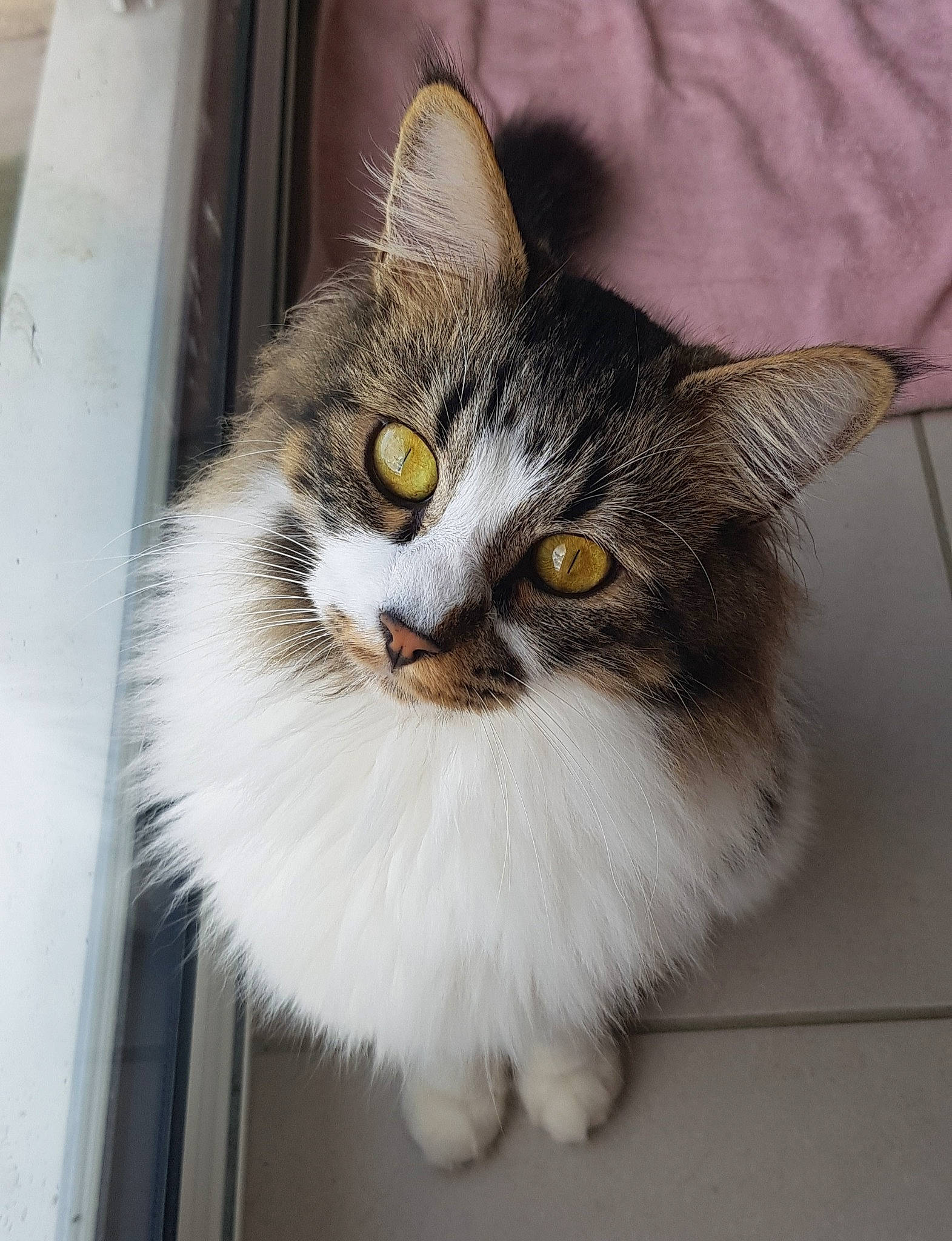 Oreo participe au concours pour gagner de l'argent avec cette photo : aegean_cat, asian_semi_longhair, british_semi_longhair, carnivore, cat, domestic_long_haired_cat, domestic_short_haired_cat, eye, fawn, felidae, mammal, norwegian_forest_cat, ragamuffin, small_to_medium_sized_cats, tabby_cat, whiskers