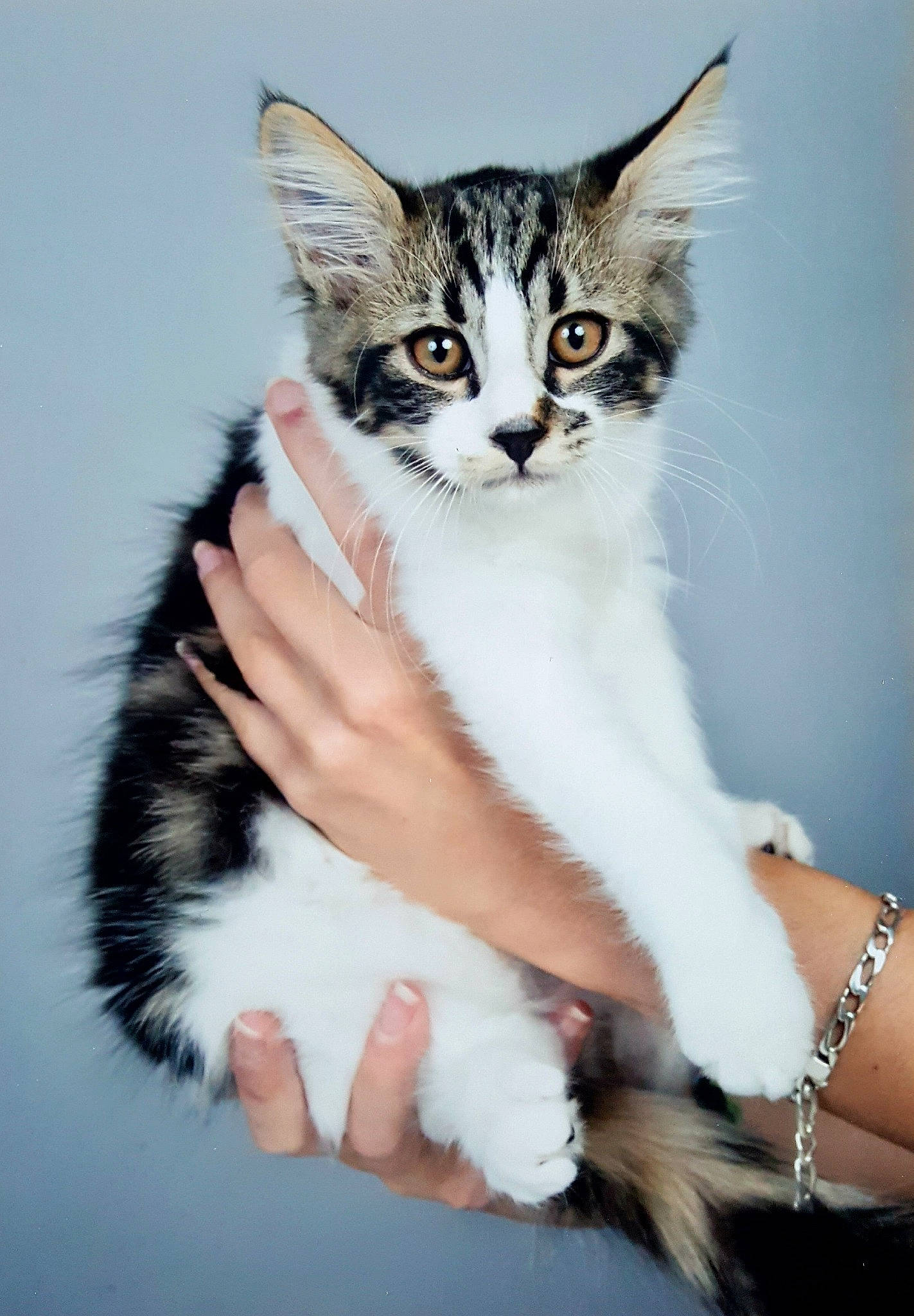 Oreo participe au concours pour gagner de l'argent avec cette photo : aegean_cat, american_wirehair, carnivoran, cat, cat_like_mammal, domestic_short_haired_cat, fur, kitten, maine_coon, mammal, norwegian_forest_cat, small_to_medium_sized_cats, snout, whiskers