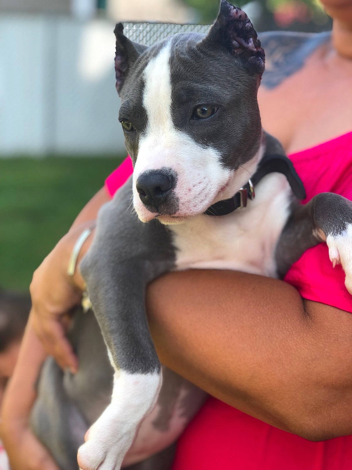 Reign joined the competition — help win amazing prizes! canidae, carnivore, collar, companion_dog, dog, dog_breed, dog_collar, dog_supply, fur, grass, human_leg, leash, pink, plant, snout, sporting_group, tail, thigh, working_animal, working_dog