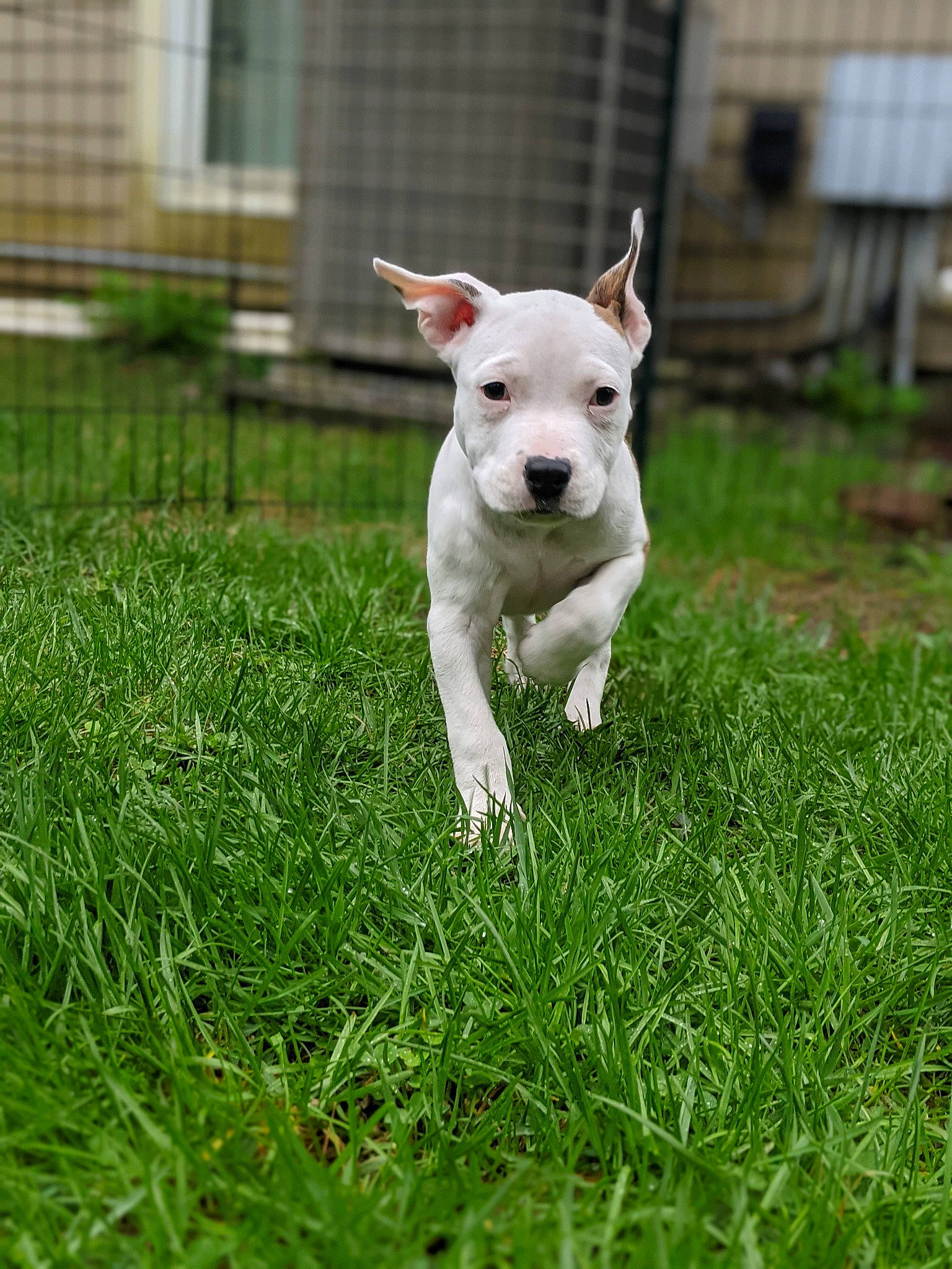 Merlin is registered to the contest to win money with this photo: canidae, carnivore, companion_dog, dog, dog_breed, dogo_guatemalteco, fawn, grass, grassland, lawn, livestock, non_sporting_group, plant, sporting_group, tail, terrestrial_animal, terrier, whiskers, window, working_animal