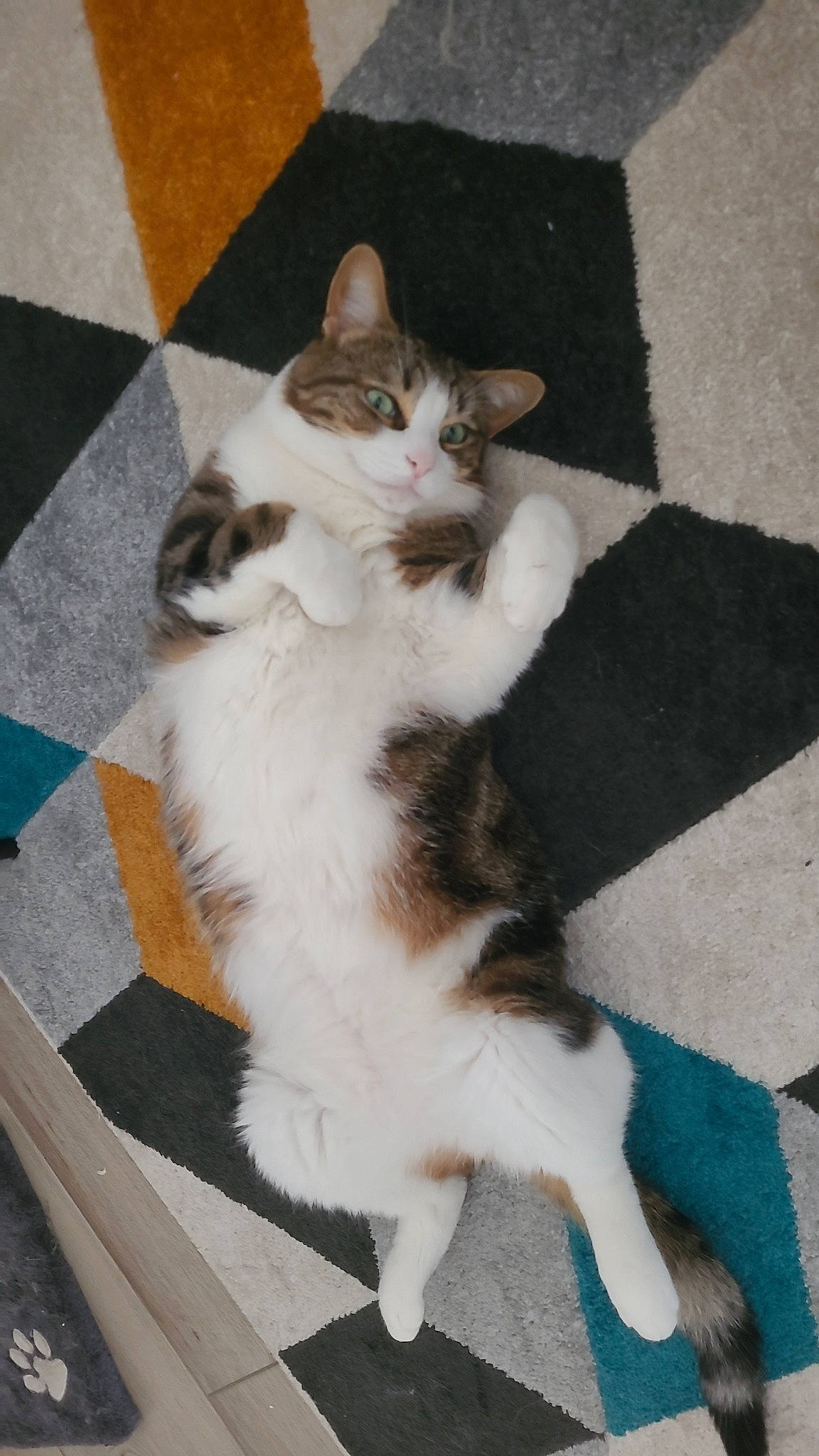 Canail a rejoint le concours — aidez-le/la à gagner de superbes lots ! carnivore, cat, claw, comfort, domestic_short_haired_cat, felidae, floor, flooring, foot, fur, hardwood, paw, small_to_medium_sized_cats, tail, tile_flooring, whiskers